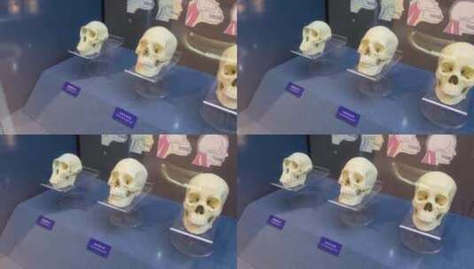 灵长类生物骨骼猴子骨骼高清在线视频素材下载