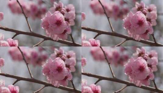 植物园桃花粉色花朵鲜花高清在线视频素材下载