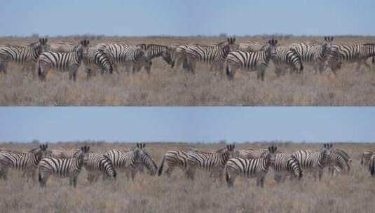 干燥的稀树大草原上的一群斑马高清在线视频素材下载