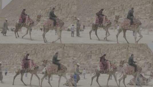 埃及骆驼高清在线视频素材下载