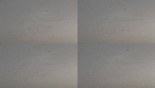 落日中的海鸥高清在线视频素材下载