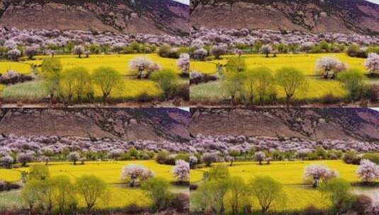 西藏林芝米林桃花油菜花乡村高清在线视频素材下载