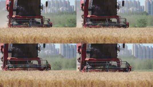 小麦收割机高清在线视频素材下载