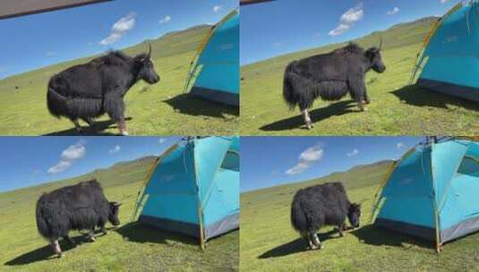 耗牛西藏草原露营帐篷高清在线视频素材下载