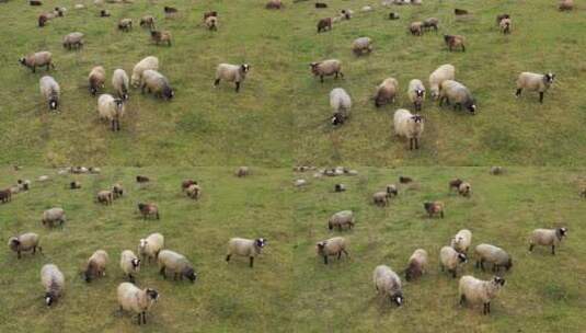 羊的养殖放牧高清在线视频素材下载