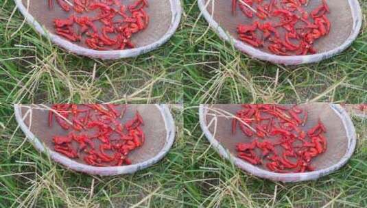 红辣椒食材调味品4K实拍视频 (31)高清在线视频素材下载