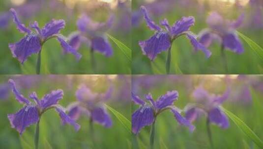 阳光下紫色花和绿色的叶子高清在线视频素材下载
