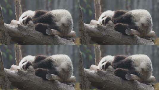 一只幼年大熊猫在睡觉高清在线视频素材下载