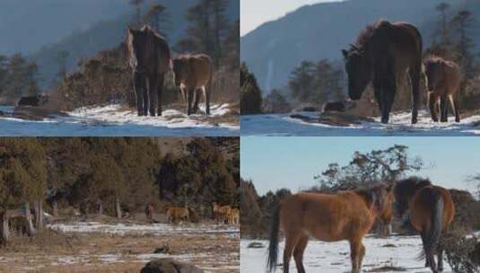 雪山上的马高清在线视频素材下载