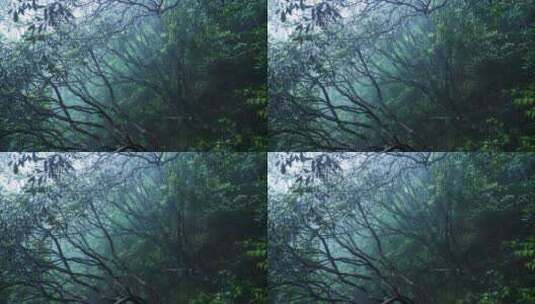 4K高清猴头杜鹃林花朵特写森林迷雾高清在线视频素材下载
