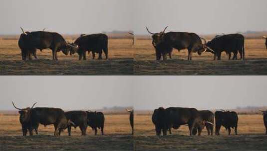 草地上觅食的一群牛高清在线视频素材下载