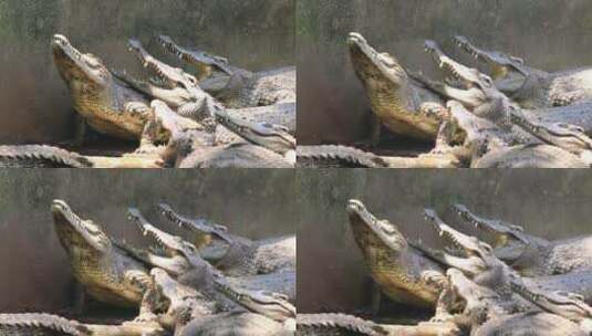 一群鳄鱼晒太阳高清在线视频素材下载