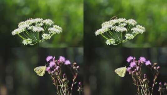 长角 甲虫 昆虫  开花 盛开高清在线视频素材下载