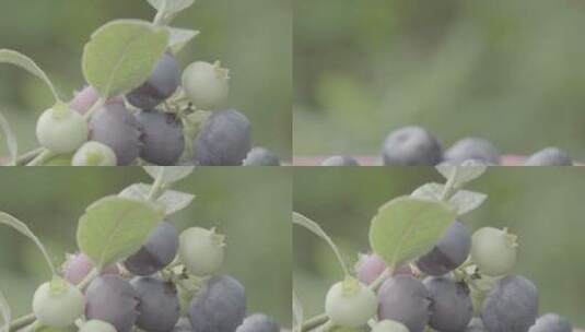 蓝莓种植LOG高清在线视频素材下载