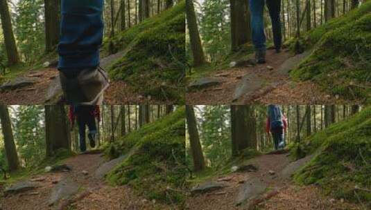 背着背包的游客沿着森林小径行走高清在线视频素材下载