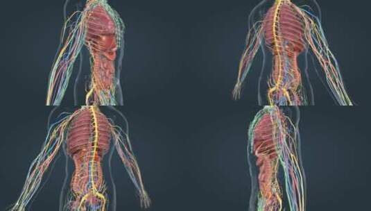 医学人体器官肾脏内分泌系统肾上腺三维动画高清在线视频素材下载