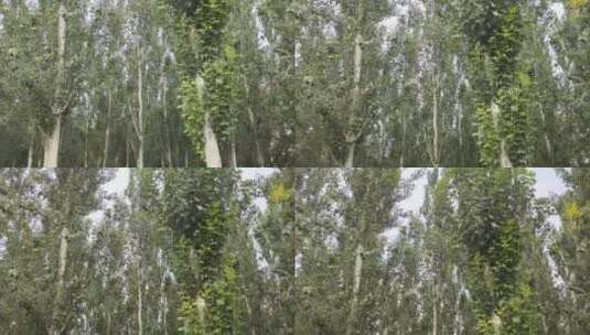 公园的白桦林高清在线视频素材下载