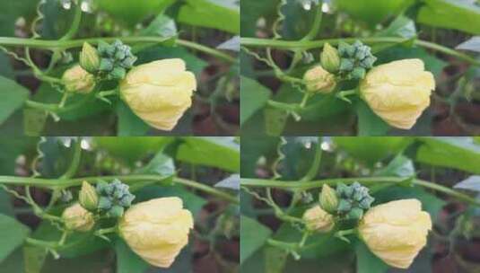 丝瓜花植物高清在线视频素材下载