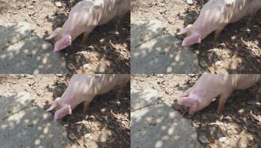猪 家猪 家畜 散养 土猪 养殖高清在线视频素材下载