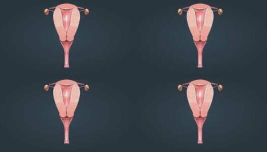 医学人体女性生殖器官子宫卵巢解剖三维动画高清在线视频素材下载