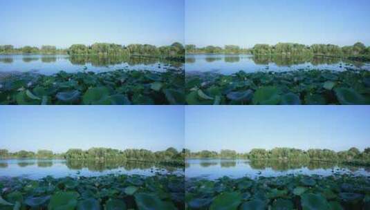 武汉东湖生态旅游风景区高清在线视频素材下载