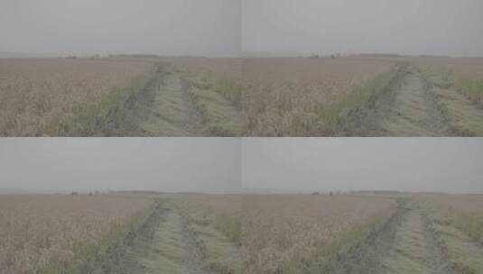收获后堆积的水稻LOG高清在线视频素材下载