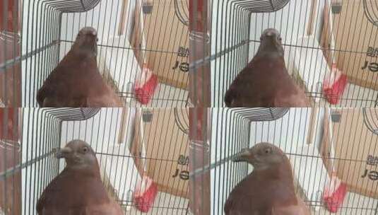 笼子里的鸽子高清在线视频素材下载