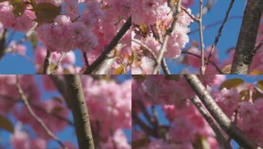 美丽的樱花在春天的天空上空。高清在线视频素材下载