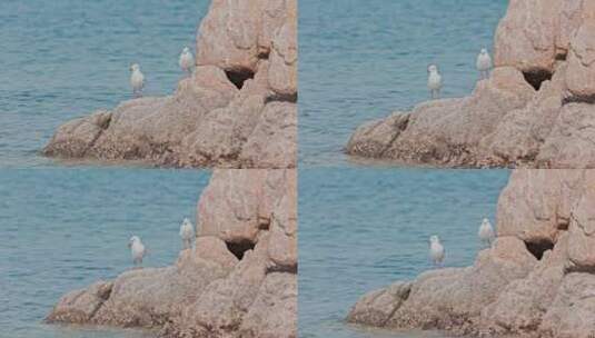 8k 实拍海边礁石上的海鸟海鸥高清在线视频素材下载