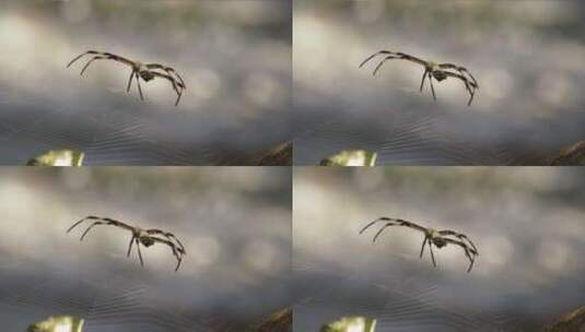 蜘蛛网上的蜘蛛高清在线视频素材下载