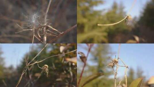 冬季种子枯草高清实拍素材高清在线视频素材下载