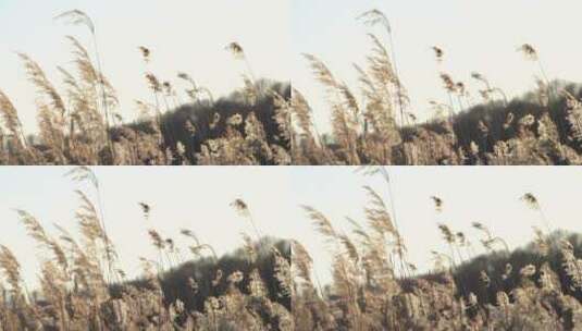 清晨日出芦苇草芦苇荡风光自然景色高清在线视频素材下载