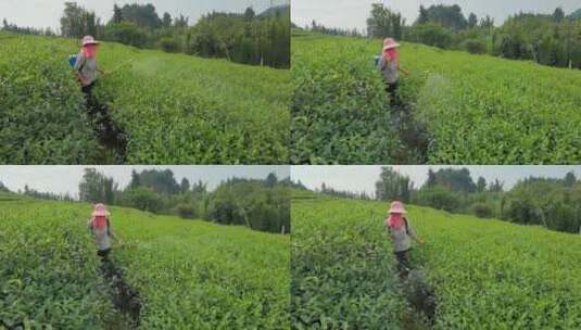 三农素材：阳光下农民茶园茶树打药喷药实拍高清在线视频素材下载