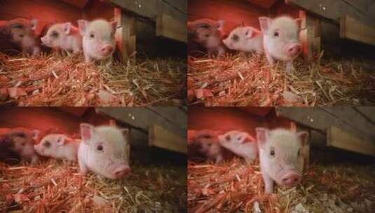 可爱的小猪高清在线视频素材下载