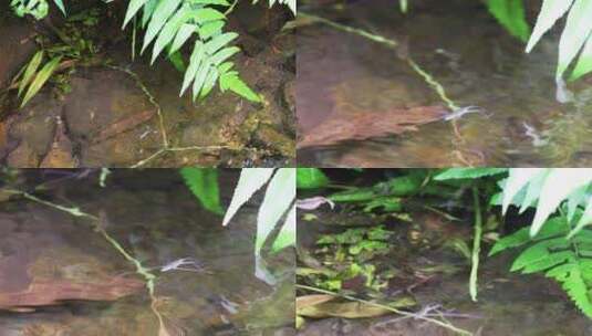 水黾水蚊子高清在线视频素材下载