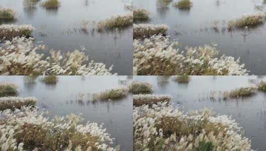 水中的芦苇秋季风光高清在线视频素材下载