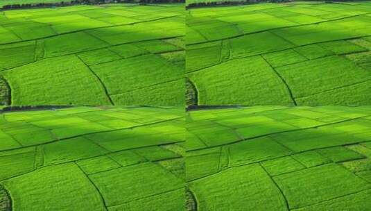 阳光打在绿色的稻田上高清在线视频素材下载