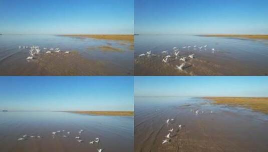 航拍长江湿地天鹅飞翔高清在线视频素材下载