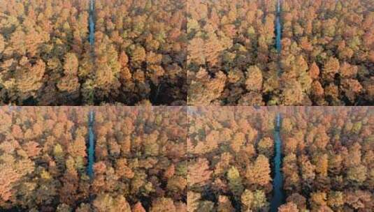 冬天武汉涨渡湖红色水上森林水杉高清在线视频素材下载