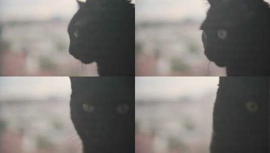 坐在窗台上的黑猫高清在线视频素材下载