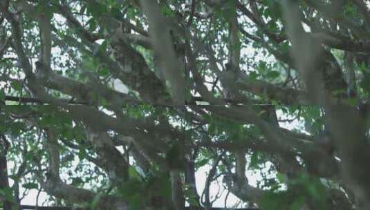 千年古茶树高清在线视频素材下载
