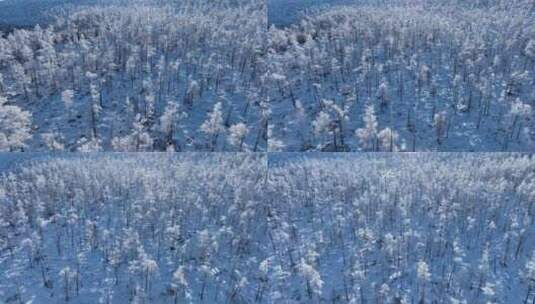 航拍林海雪原银色松林高清在线视频素材下载