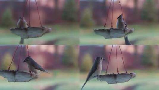 悬挂的喂鸟器中喂食鸟类高清在线视频素材下载