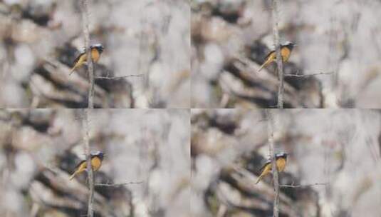 梅花中的鸟儿高清在线视频素材下载