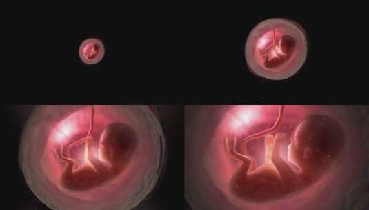 子宫里的胎儿高清在线视频素材下载
