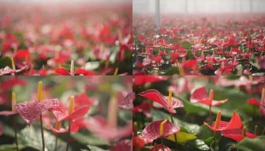 雨水滴落在花瓣上流下高清在线视频素材下载