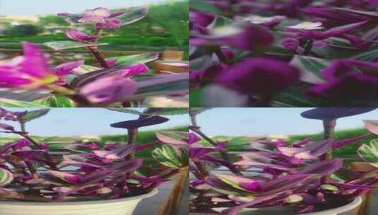 花卉绿植油画吊兰高清在线视频素材下载