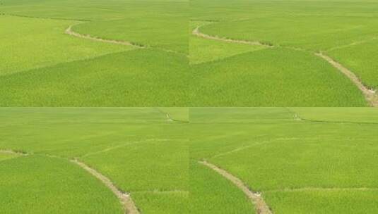 水稻实拍稻田航拍高清在线视频素材下载