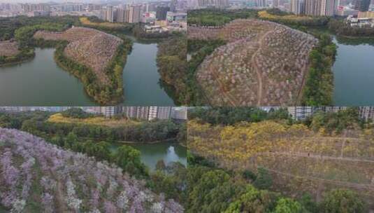 平湖生态园紫荆花高清在线视频素材下载