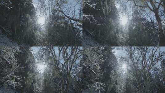 冬季毕棚沟原始森林美丽雪景高清在线视频素材下载
